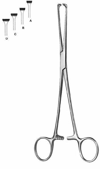 Intestines & Stomach